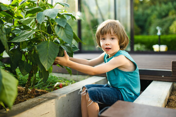 Cute little boy having fun in a greenhouse on sunny summer day. Child helping with daily chores.