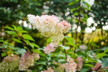 Tender pink flowers of hydrangea arborescens, backlit by the low evening sun in summer. Hortensia flowering in summer garden.