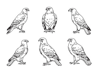 Hawk Line Art Illustration
