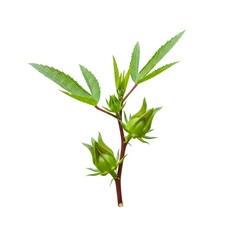 Naklejka premium Hibiscus Sabdariffa Plant on white background: A detailed studio shot reveals the Hibiscus sabdariffa plant, showcasing its vibrant green leaves and distinctive buds, capturing its botanical beauty.