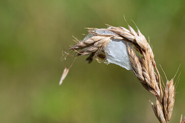 Pajęczyna na kłosie. © tom