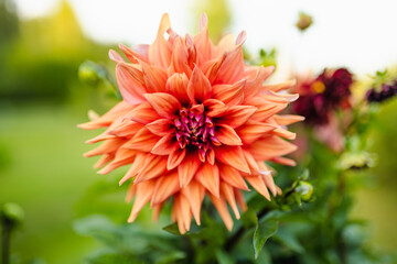 Vibrant orange dahlia in full bloom stands out beautifully against a soft green garden background.
