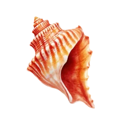 Sea shell illustration. Watercolor seashell isolated white background. Hand drawn watercolor painting shell.  © StellaPattaya