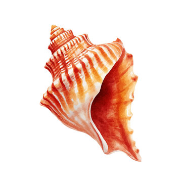 Sea shell illustration. Watercolor seashell isolated white background. Hand drawn watercolor painting shell. 