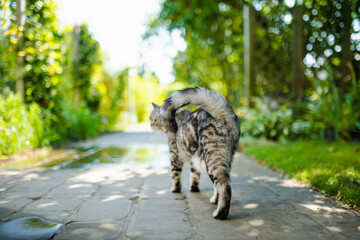 Young playful British shorthair silver tabby cat relaxing in the backyard. Gorgeous blue-gray cat...