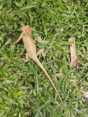 Wild garden lizard with spiked head in a natural setting on grass land