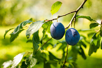 Purple plums on a tree branch in the orchard. Harvesting ripe fruits on autumn day. Growing own...