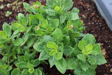 close-up macro raindrops on glossy green leaves with deep purple buds bursting