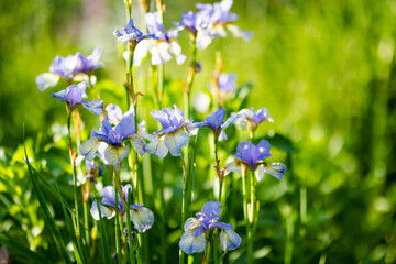 Colorful iris flowers blossoming on a flower bed in the park on sunny summer evening.