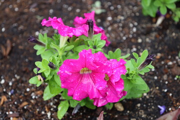 close-up macro raindrops on bright pink purple blossoms against light-green leaves