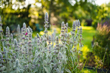 Lamb's ear plants bloom in a sun-dappled garden, their soft, silvery leaves and purple flowers...