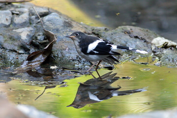 A Slaty-backed Forktail, known for its striking black-and-white plumage, stands alert near a stream, patiently waiting to catch insects — a graceful moment in its natural habitat.