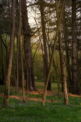 Tranquil forest scene with tall pine trees and green grass in springtime, soft light filtering...