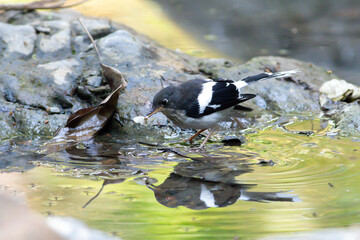A Slaty-backed Forktail, known for its striking black-and-white plumage, stands alert near a stream, patiently waiting to catch insects — a graceful moment in its natural habitat.