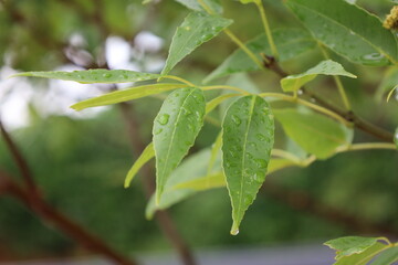 close-up macro raindrops on pointy elliptical medium-green leaves