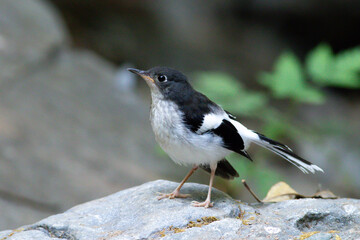 A Slaty-backed Forktail, known for its striking black-and-white plumage, stands alert near a stream, patiently waiting to catch insects — a graceful moment in its natural habitat.