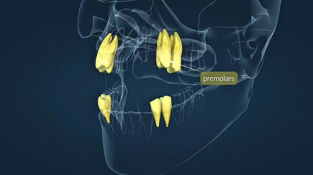 Human premolars teeth anatomy