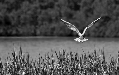 Flying Bonaparte's Gulls With Breeding Plumage (Chroicocephalus Philadelphia)