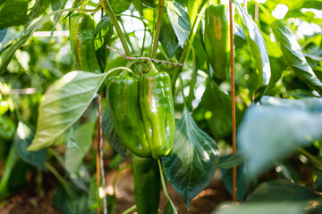 Cultivating bell peppers in a greenhouse on summer day. Growing own fruits and vegetables in a homestead.