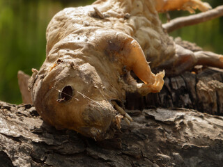 Disturbing close-up of a mummified rodent carcass on a tree stump