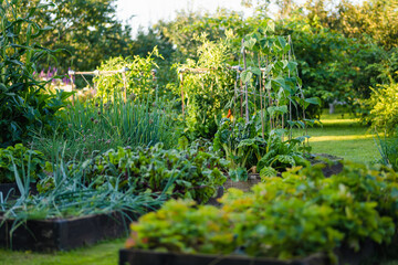 Cultivating edible plants in summer season. Growing own herbs and vegetables in a homestead.