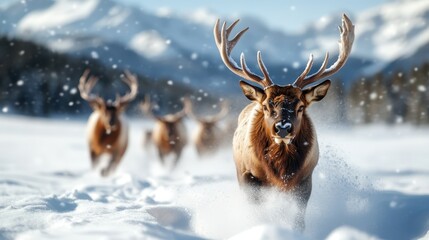 A strong deer confidently moves through a snow-laden landscape, surrounded by fellow deer, capturing the essence of wild beauty and natural instinct in a breathtaking scene.