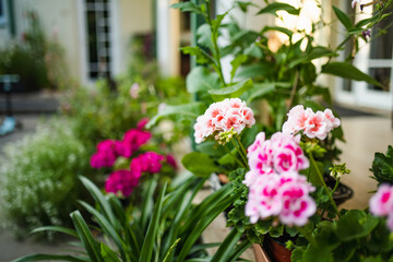 Pink and white geraniums bloom vibrantly in pots on a patio, surrounded by lush green leaves and a soft, sunny atmosphere.