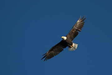 Adult bald eagle in Alaska flying against a blue sky