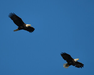 Two adult bald eagles flying high