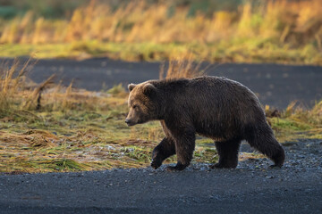 Young bear walking into the sunlight in the morning