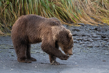 Kodiak bear picking up a piece of fish to eat