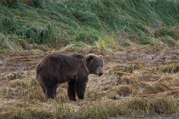 Glancing back at the camera, a Kodiak bear in the grass