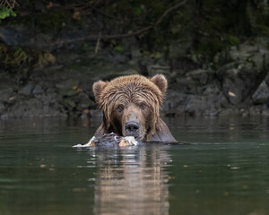 Bear deep in the water of a river eating a fish