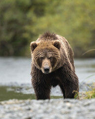 Fototapeta premium Kodiak bear walking directly toward the camera
