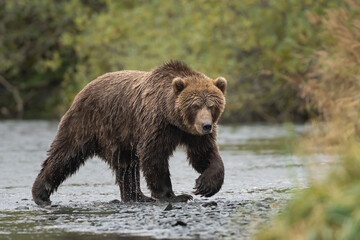 Wet Kodiak bear getting out of the water