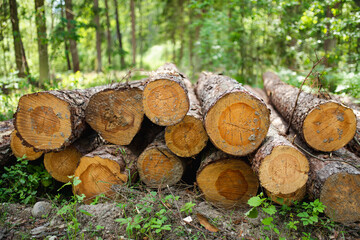 Piles of logs in beautiful mixed pine and deciduous forest.