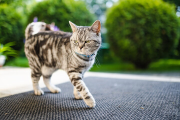 Young playful British shorthair silver tabby cat relaxing in the backyard. Gorgeous blue-gray cat...