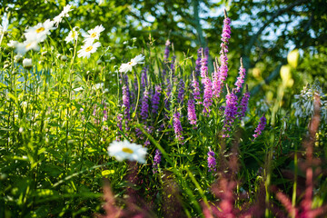 Purple loosestrife flowers blossoming in the garden on sunny summer day. Lythrum tomentosum or...