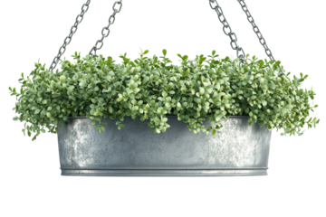 A rustic metal planter overflowing with lush green foliage suspended by delicate chains on transparent background