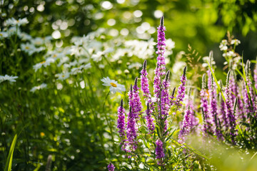 Purple loosestrife flowers blossoming in the garden on sunny summer day. Lythrum tomentosum or...