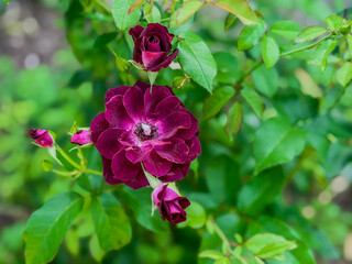 Burgundy Iceberg Floridbunda Rose flowering in the home landscape with bokeh