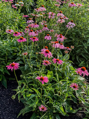 Purple cone flowers or echinacea in the home landscape