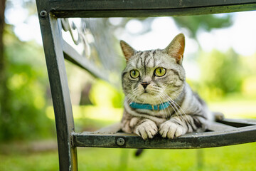 Young playful British shorthair silver tabby cat relaxing in the backyard. Gorgeous blue-gray cat with yellow eyes having fun outdoors in a garden or a back yard.