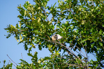 Fototapeta premium red-backed shrike perched on a tree branch and preening its feathers