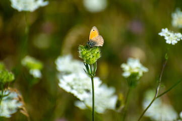 butterfly of meadow brown on a flower