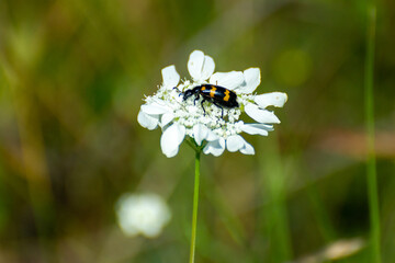 mylabris beetle on a white flower