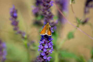 the large skipper butterfly on flower