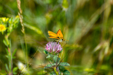 the large skipper butterfly on flower