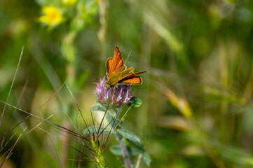 the large skipper butterfly on flower