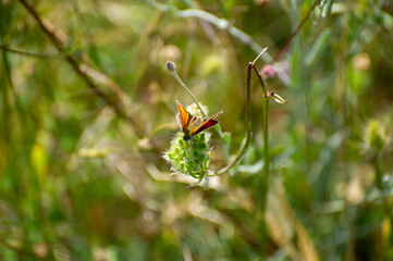 the large skipper butterfly on flower